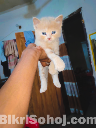 Mix breed ginger female kitten